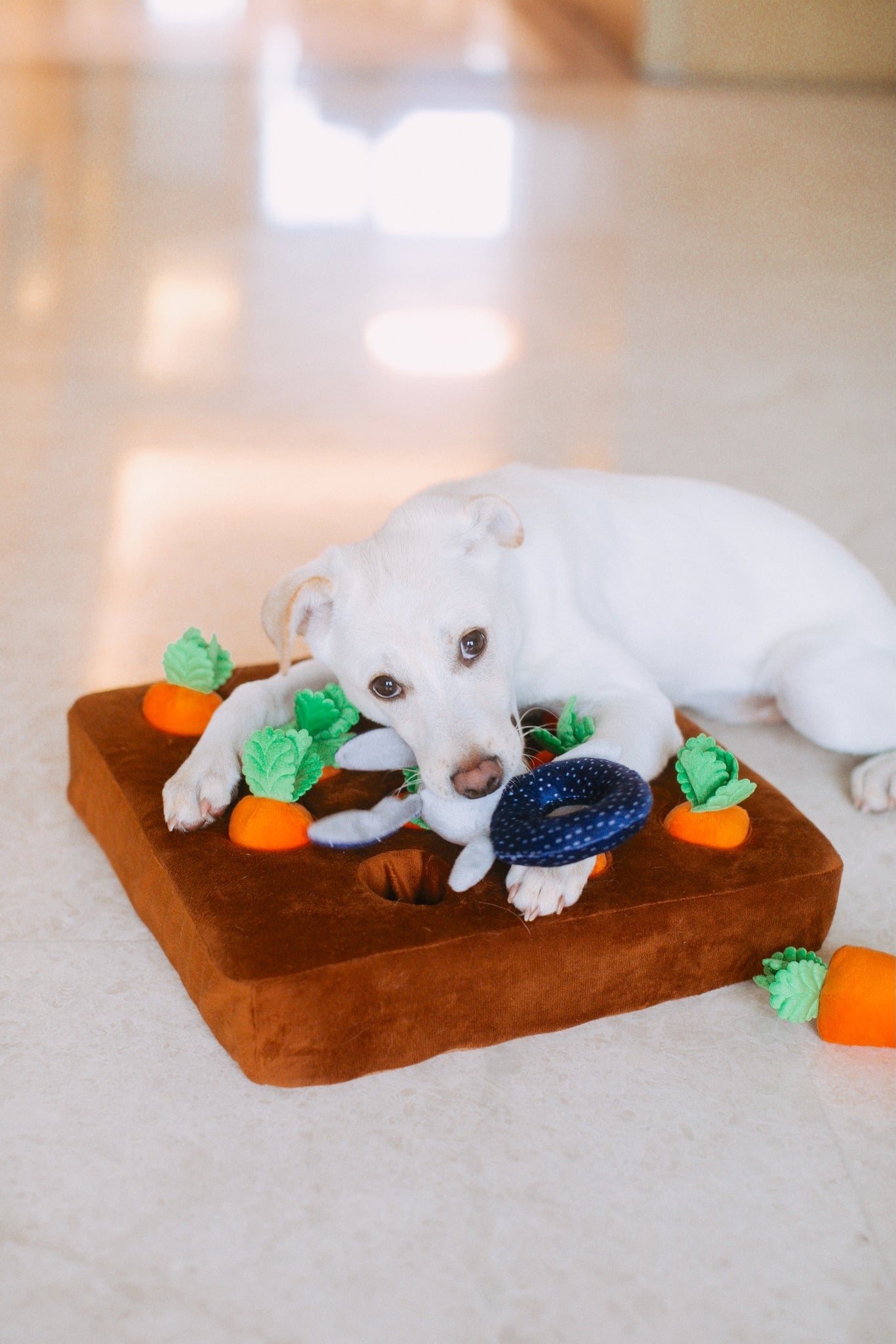The Importance of Enrichment Toys for Dogs: Keeping Tails Wagging and Minds Engaged