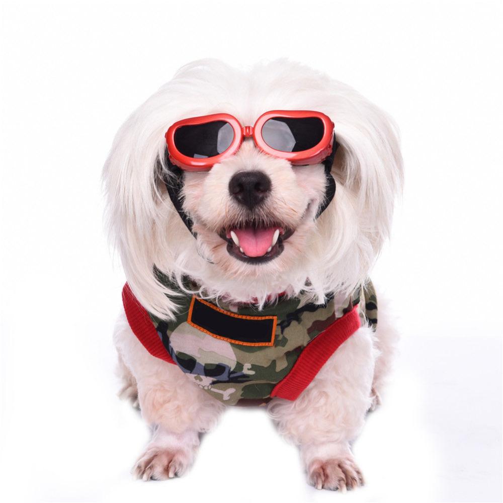 Doggy Sunglasses