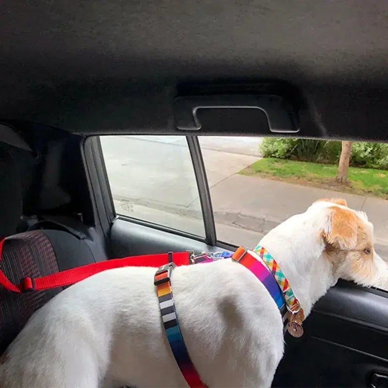 Dog Seat Belt & Harness