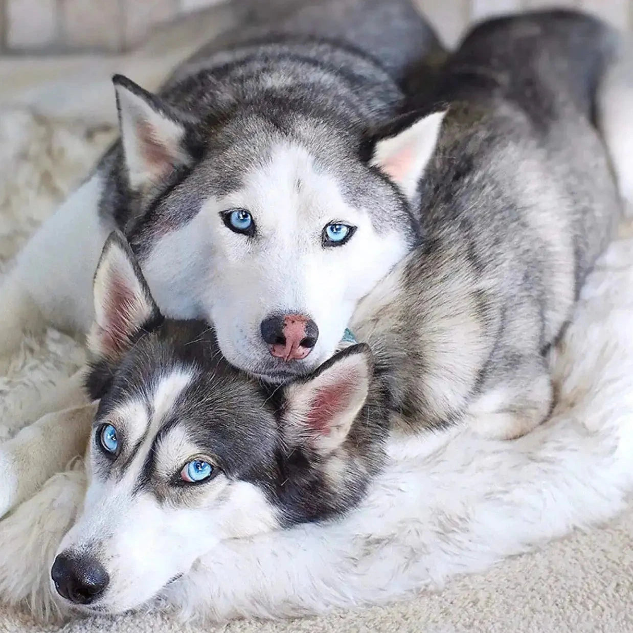 Faux Fur Dog Bed