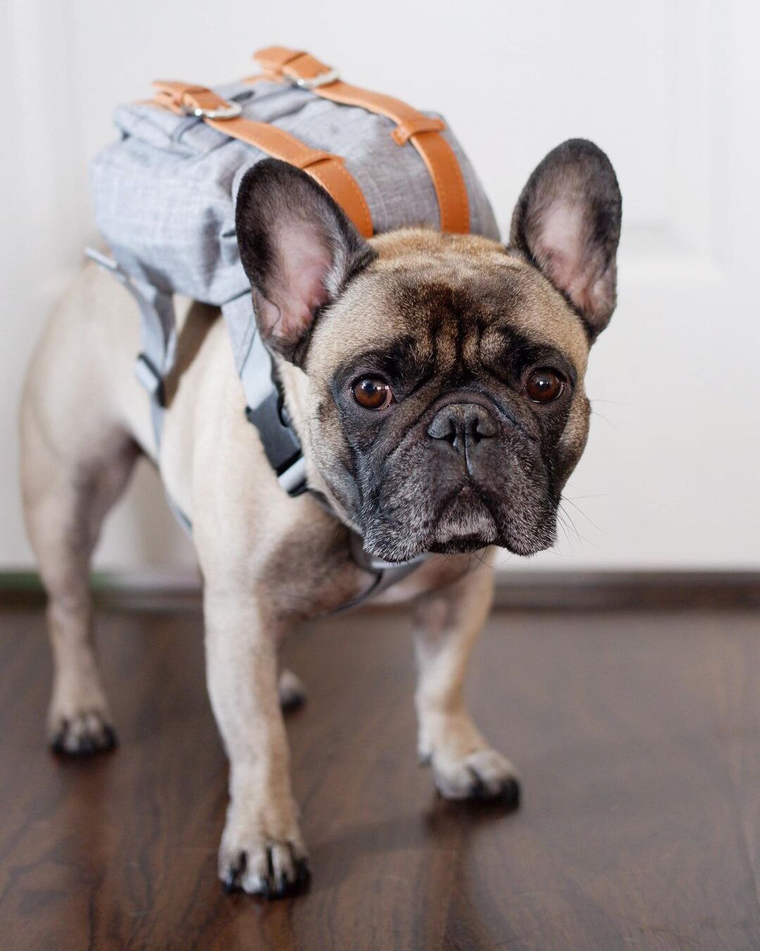 Small Dog Backpack Harness